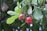 Two cashew fruits are hanging from a branch surrounded by lush green leaves. The fruits are red with slight patches of yellow, and each has a cashew nut attached at the bottom. The background is blurred, highlighting the vibrant colors of the fruits and leaves.