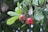 Two cashew fruits are hanging from a branch surrounded by lush green leaves. The fruits are red with slight patches of yellow, and each has a cashew nut attached at the bottom. The background is blurred, highlighting the vibrant colors of the fruits and leaves.