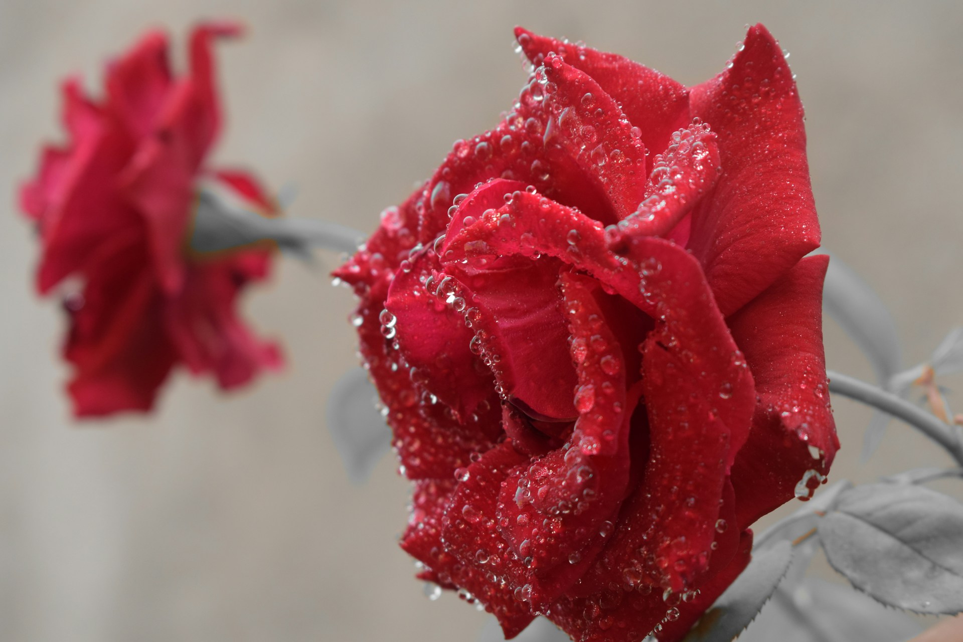 A vivid close-up of a bright red flower with dewdrops on its petals, capturing the essence of fresh morning nature.