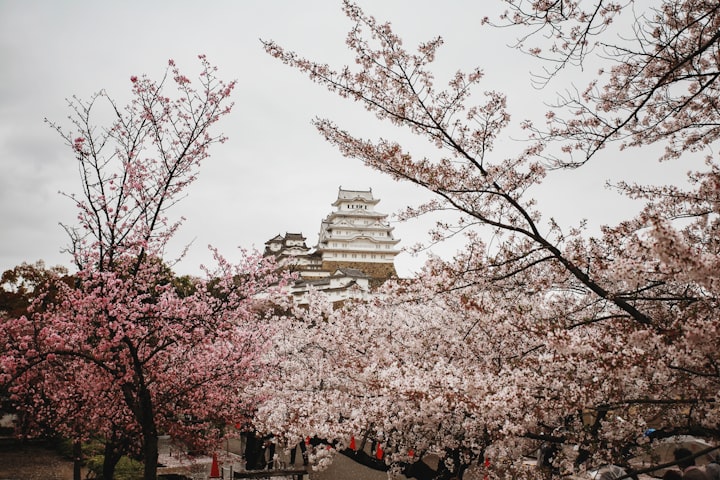 Cherry blossom tree in Japan and one broken heart.