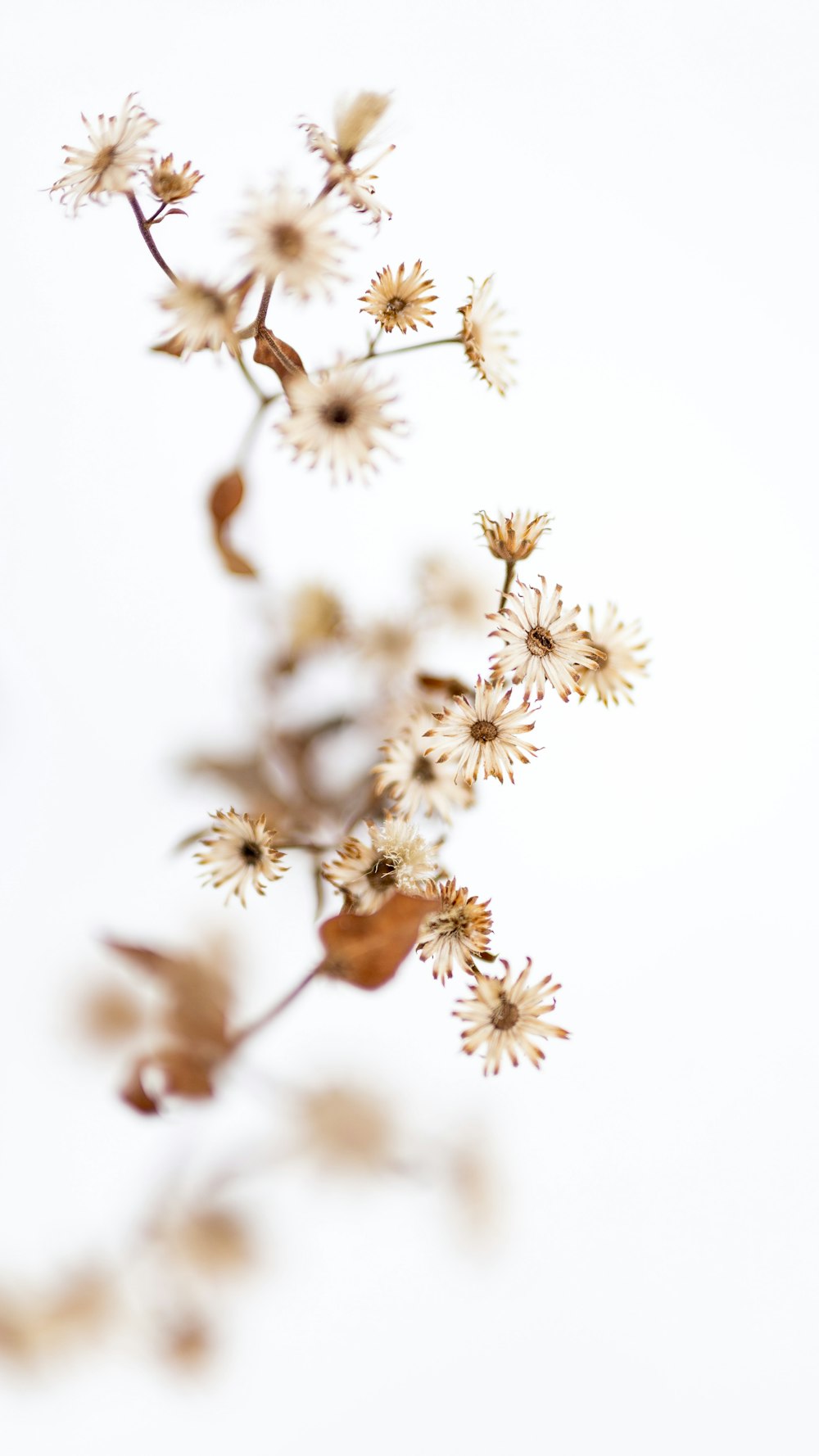 vista di fiori di frangia con sfondo bianco