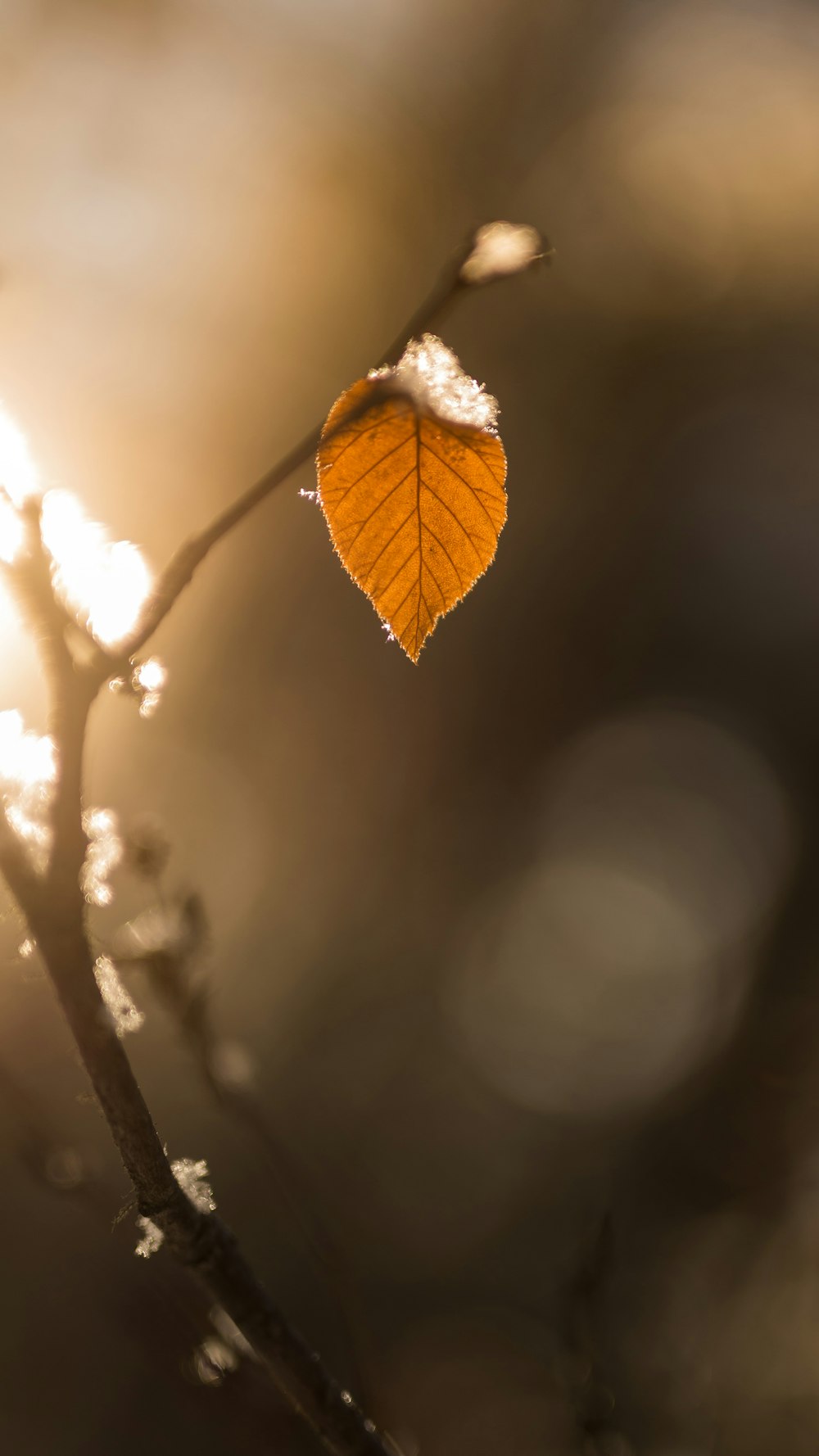 focus photography of leaf