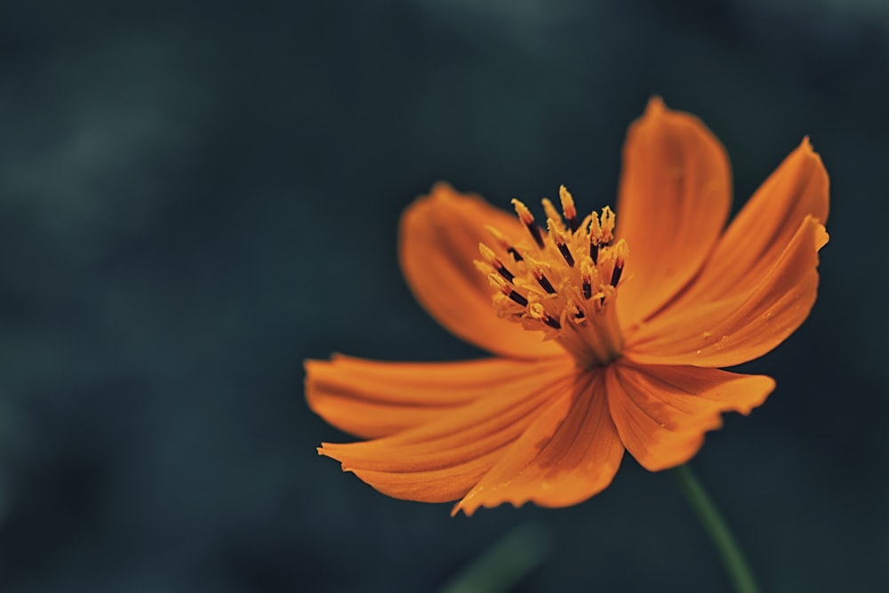 selective focus photo of orange flower