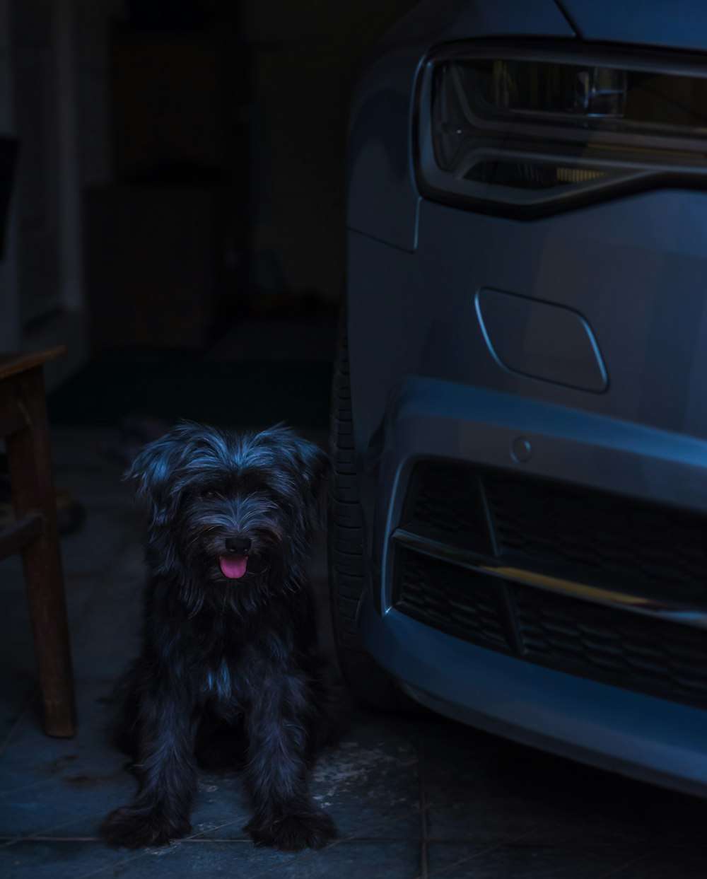 black long-coated dog near a grey car close-up photography