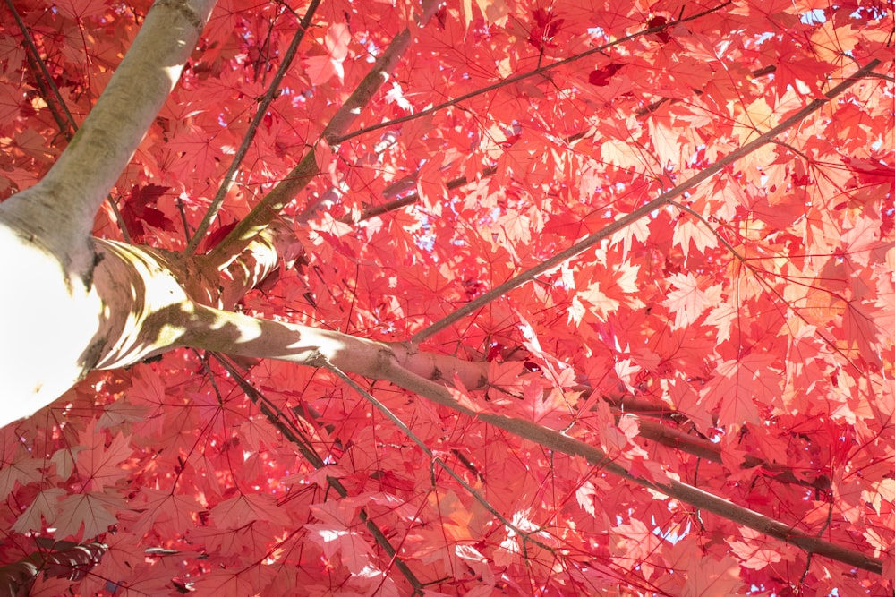 red sakura tree