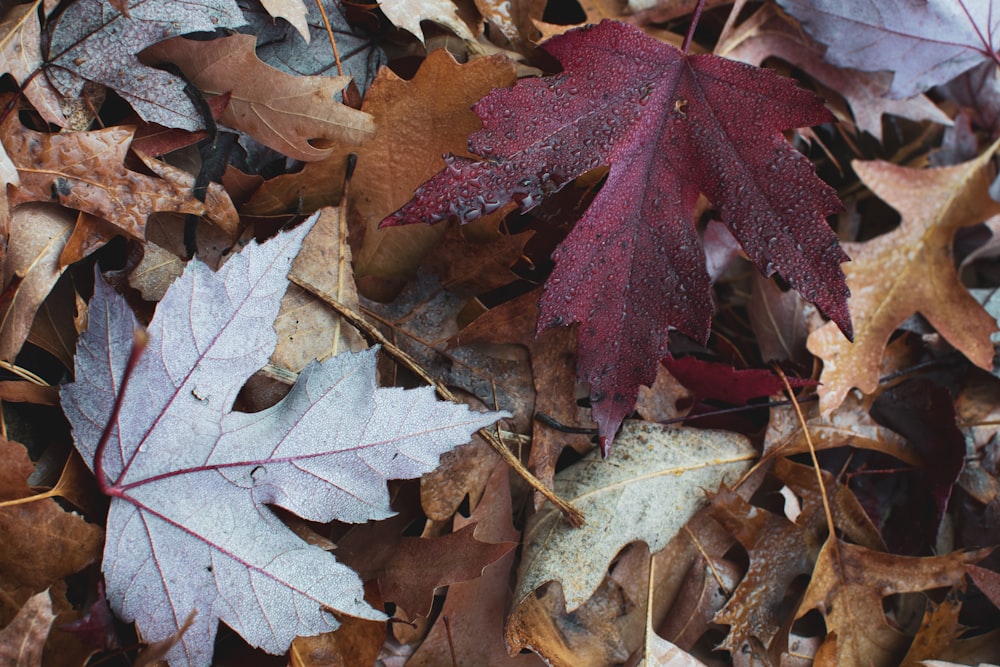 dries leaves