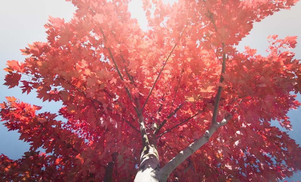 árbol de hojas rojas