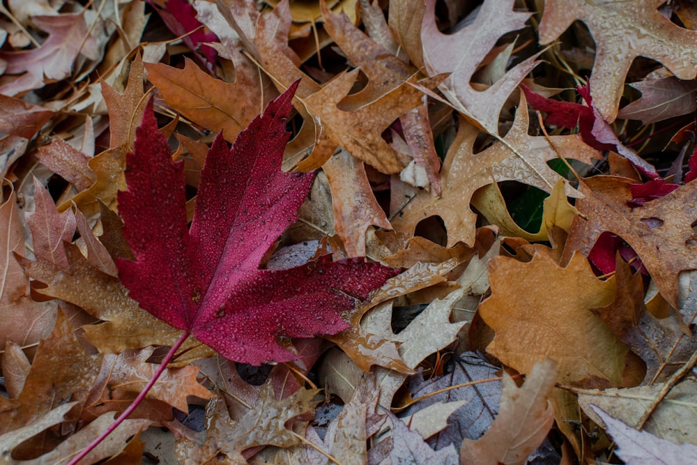 brown and red maple leaf