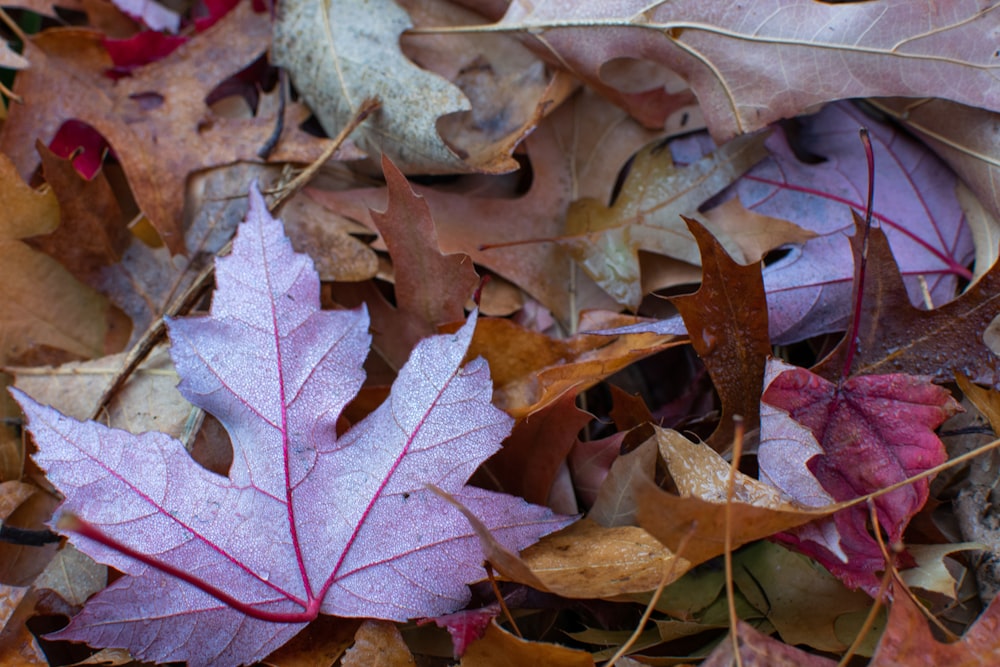 brown maple leaves