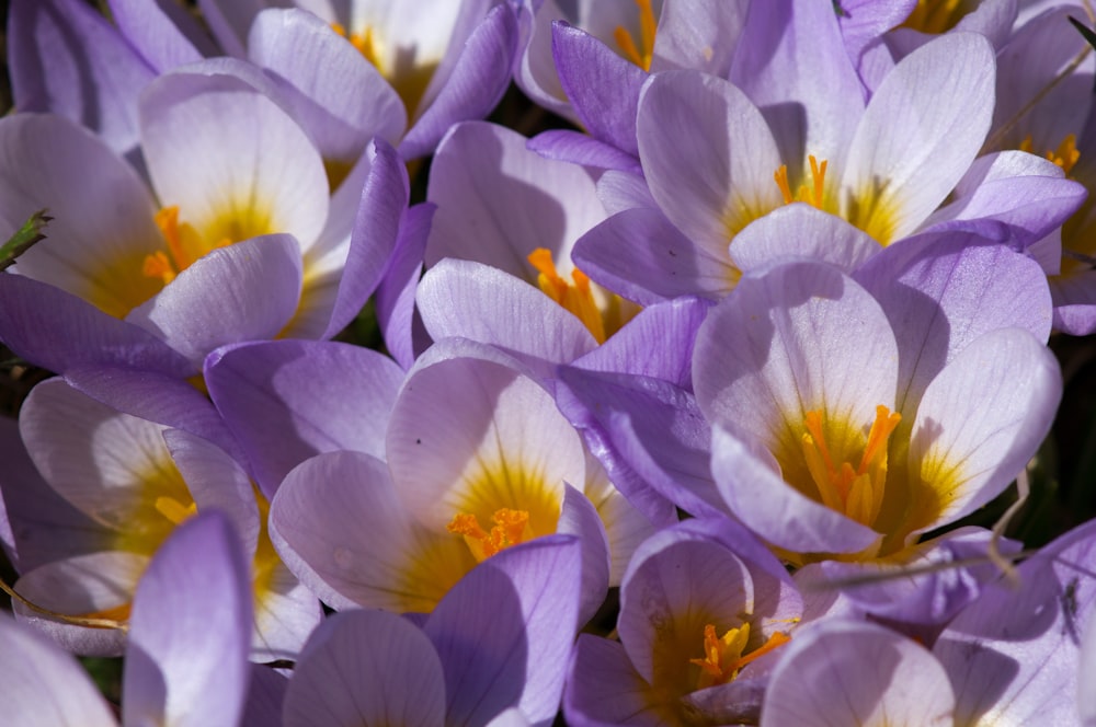 purple-and-white petaled flowers