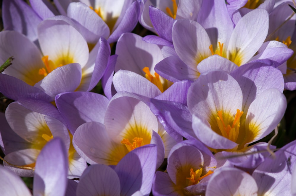 fiori dai petali viola e bianchi