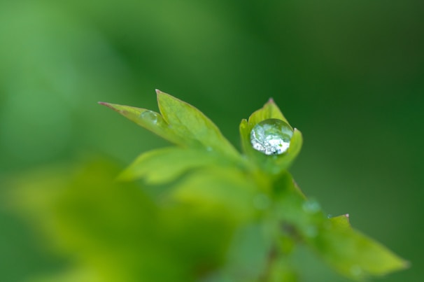 A close-up of a clear water droplet glistening on a fresh green leaf.