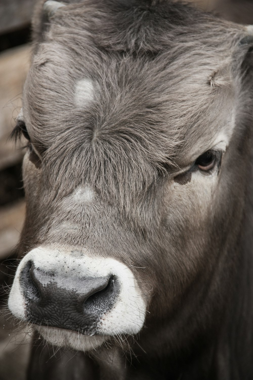 gray cattle