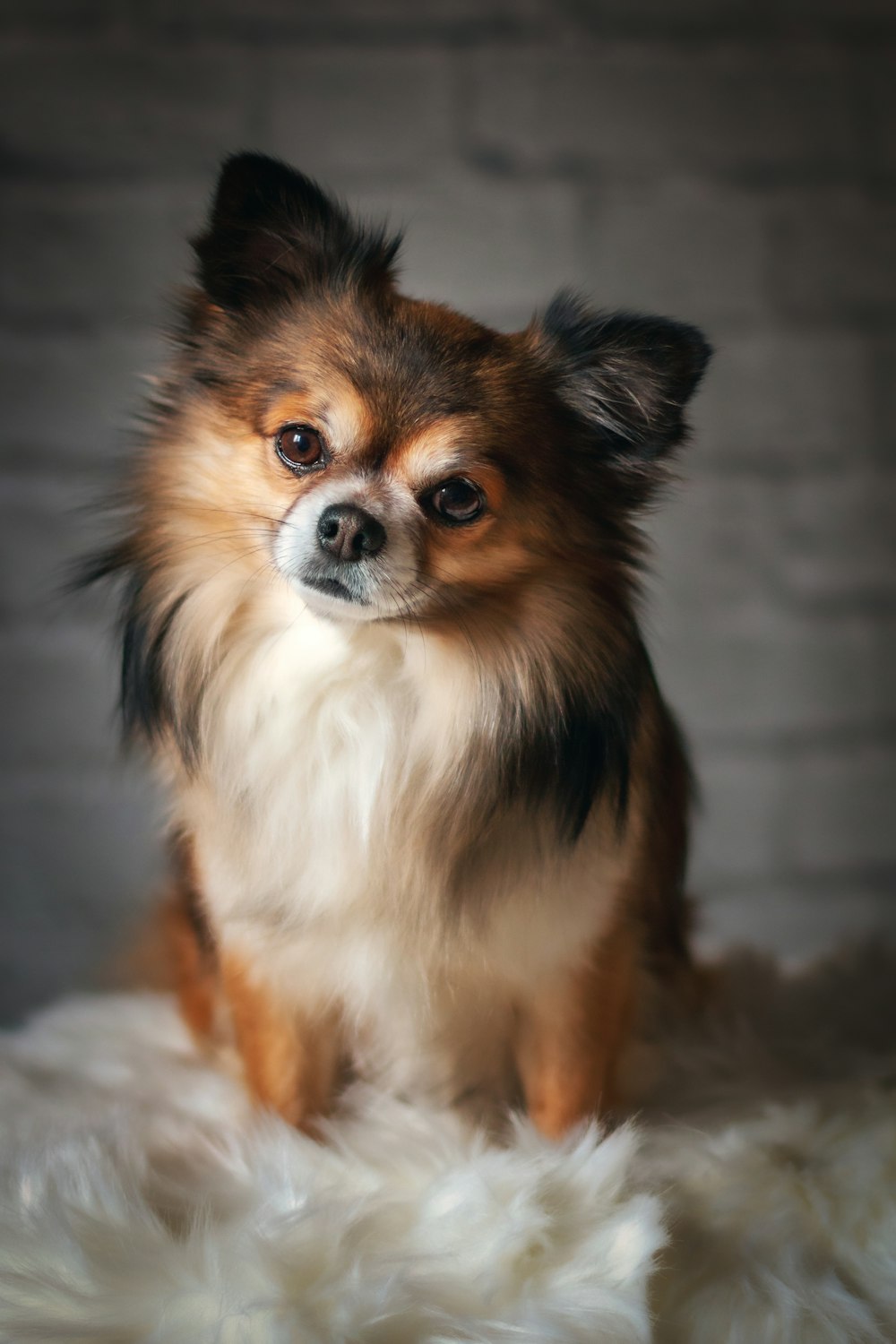 brown long haired dog on white textile