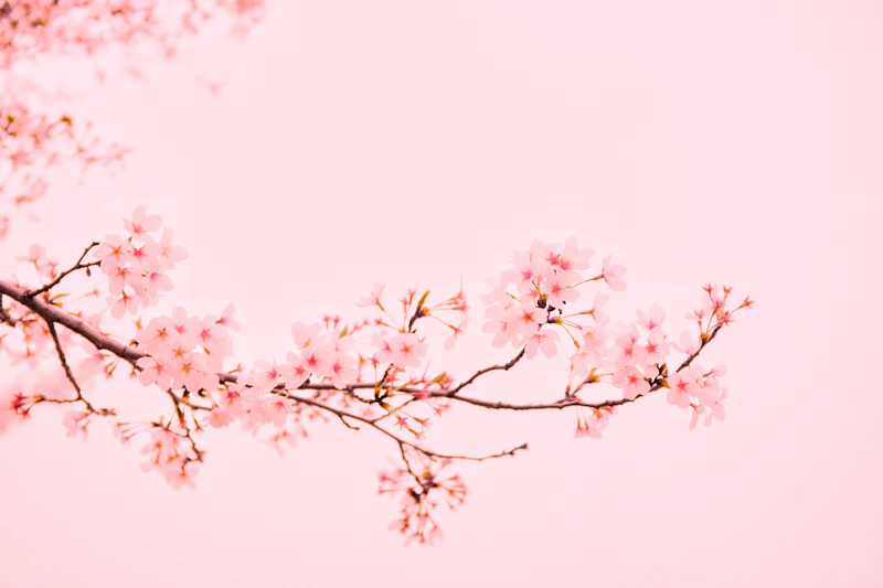 Delicate pink blossoms in bloom