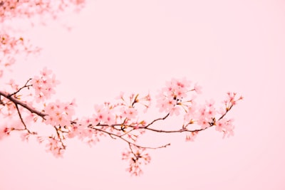pink flowers at bloom sakura teams background