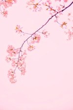 pink sakura tree