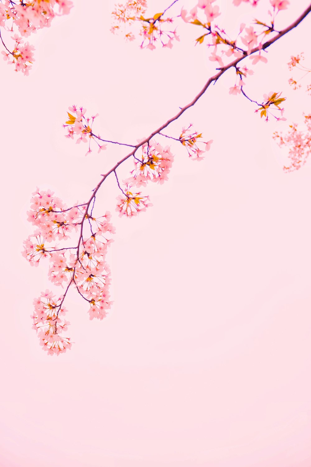 árvore de sakura cor-de-rosa