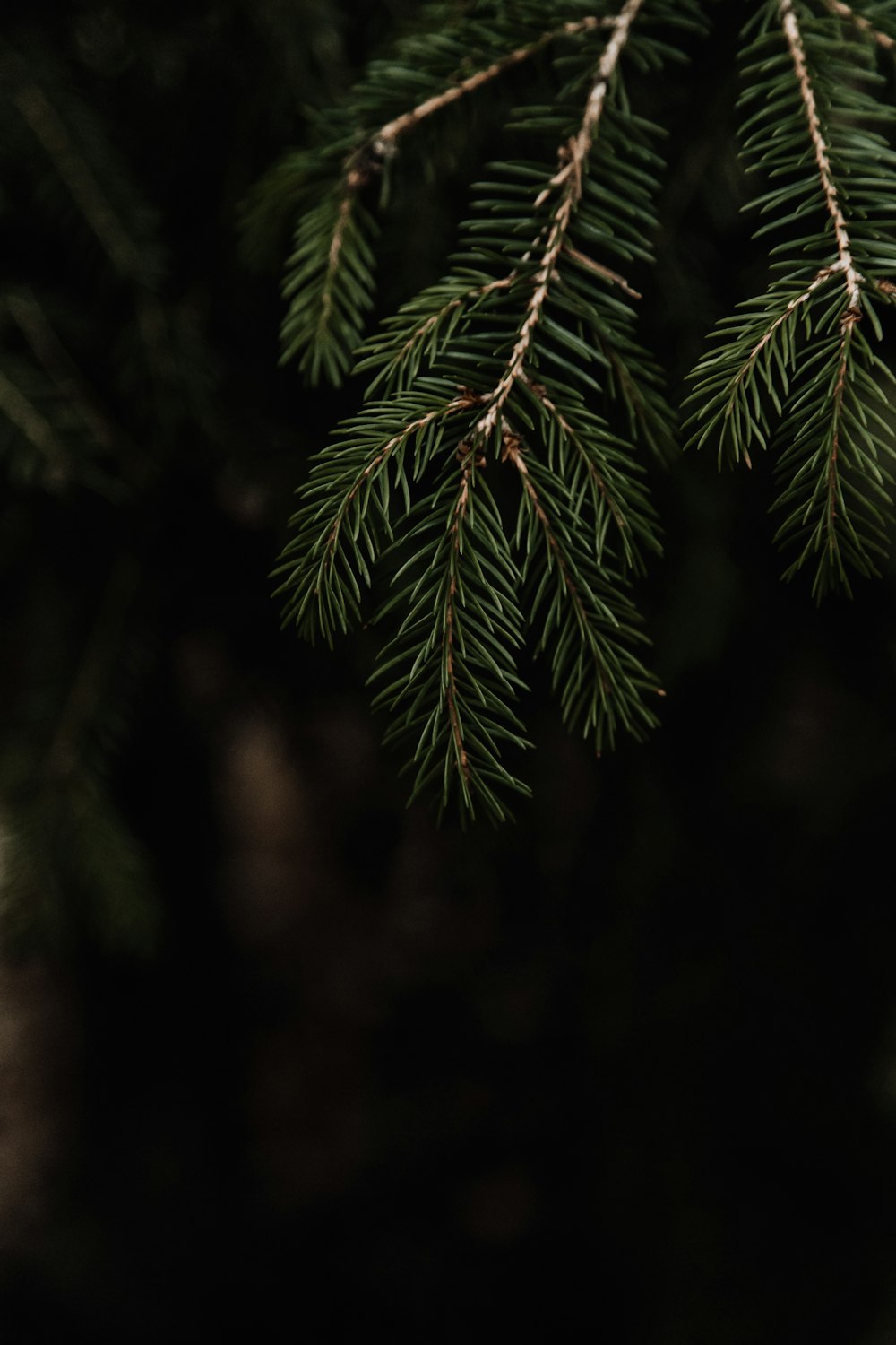 green pine leaves in closeup photography