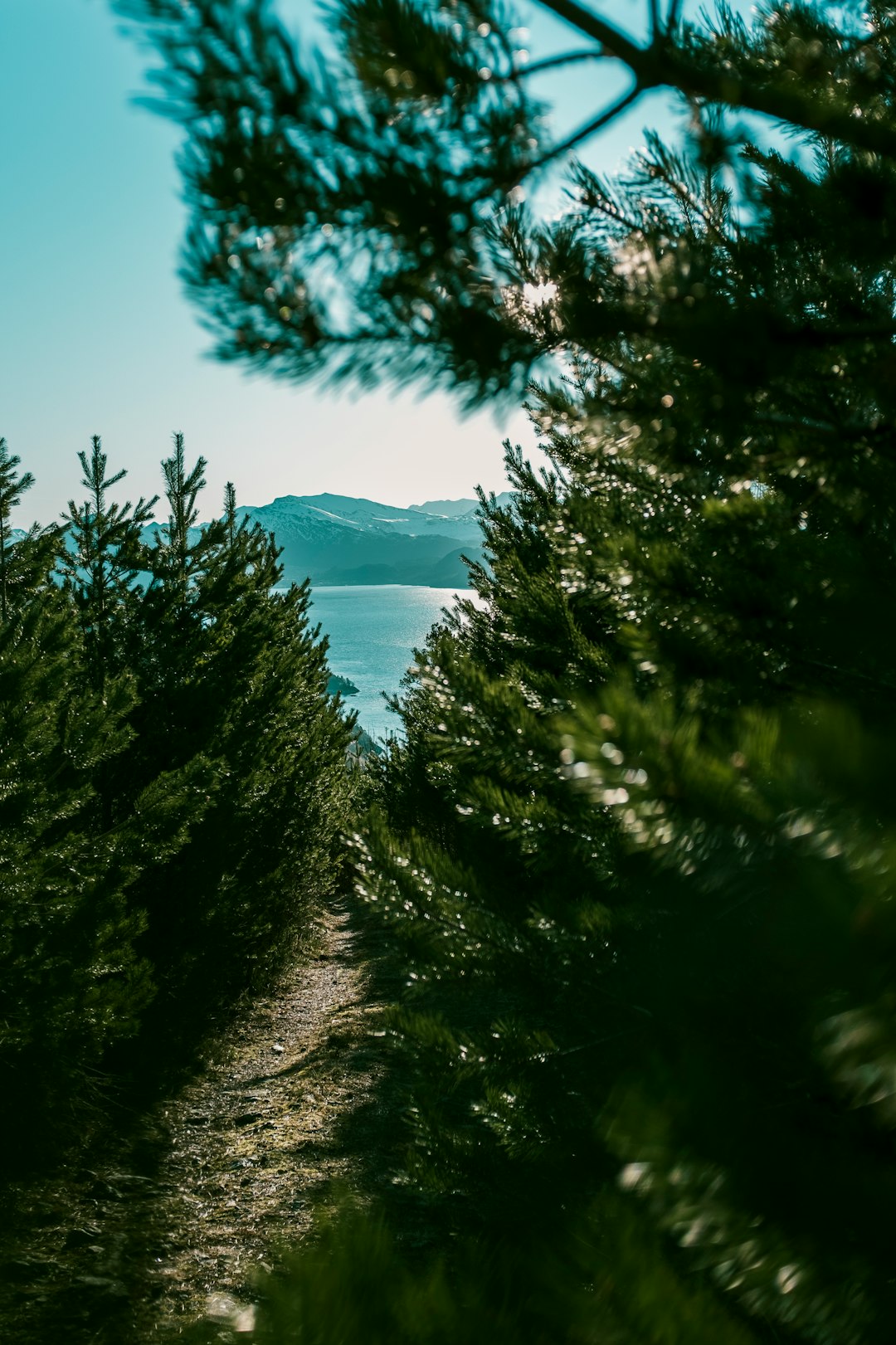 pine trees through calm body of water