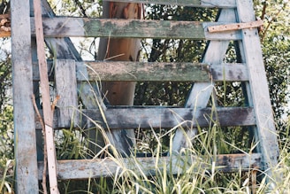 An old, weathered wooden ladder stands among tall grass and dense greenery. The wood appears aged with faded blue and green paint, showing signs of rust and corrosion on the metal parts. The ladder is positioned against what appears to be a tree trunk, partially covered by the surrounding vegetation.