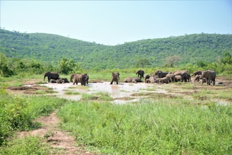 elephants gathering near water during daytime