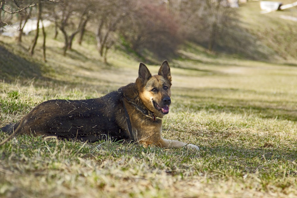 adult tan German shepherd lying on green grass