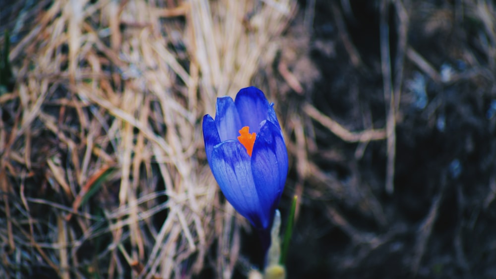 closeup photography of purple crocus flower