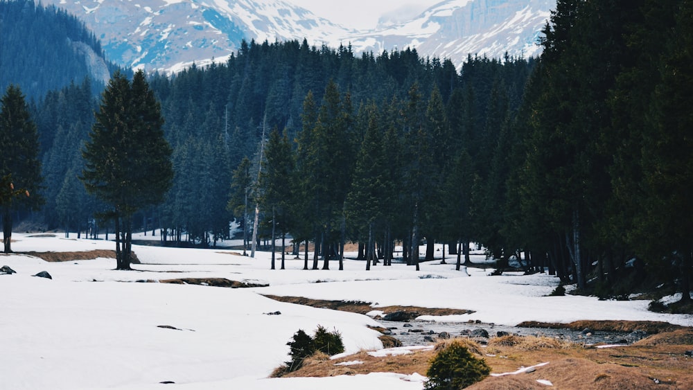 threes on snow field near hill