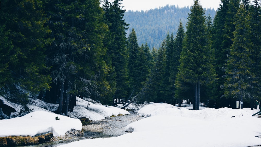 paesaggio innevato di una foresta