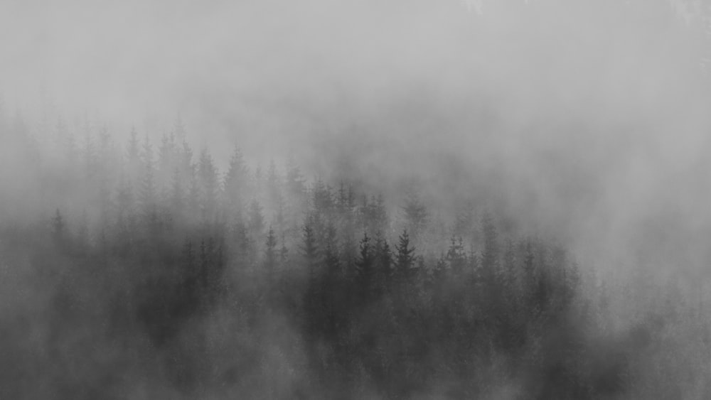 a black and white photo of a foggy forest
