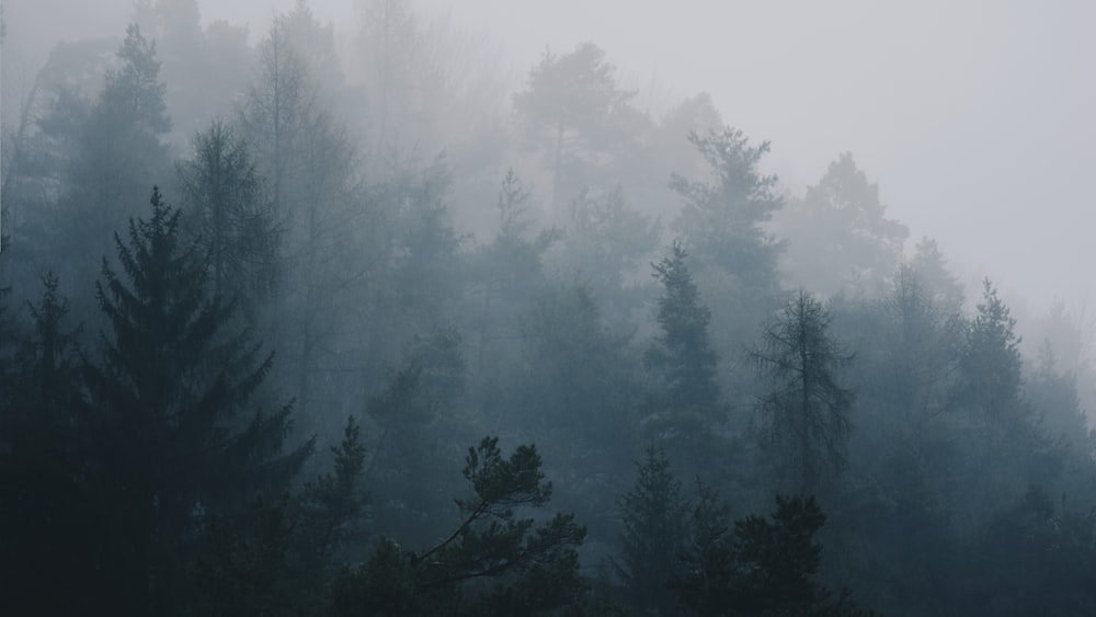 brouillards recouvrant les arbres pendant la journée