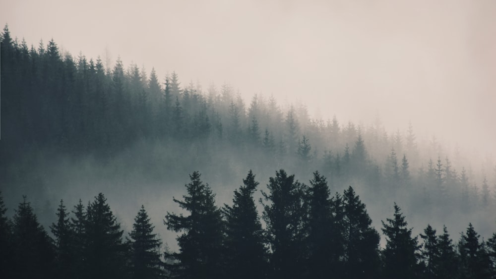 pine trees during daytime