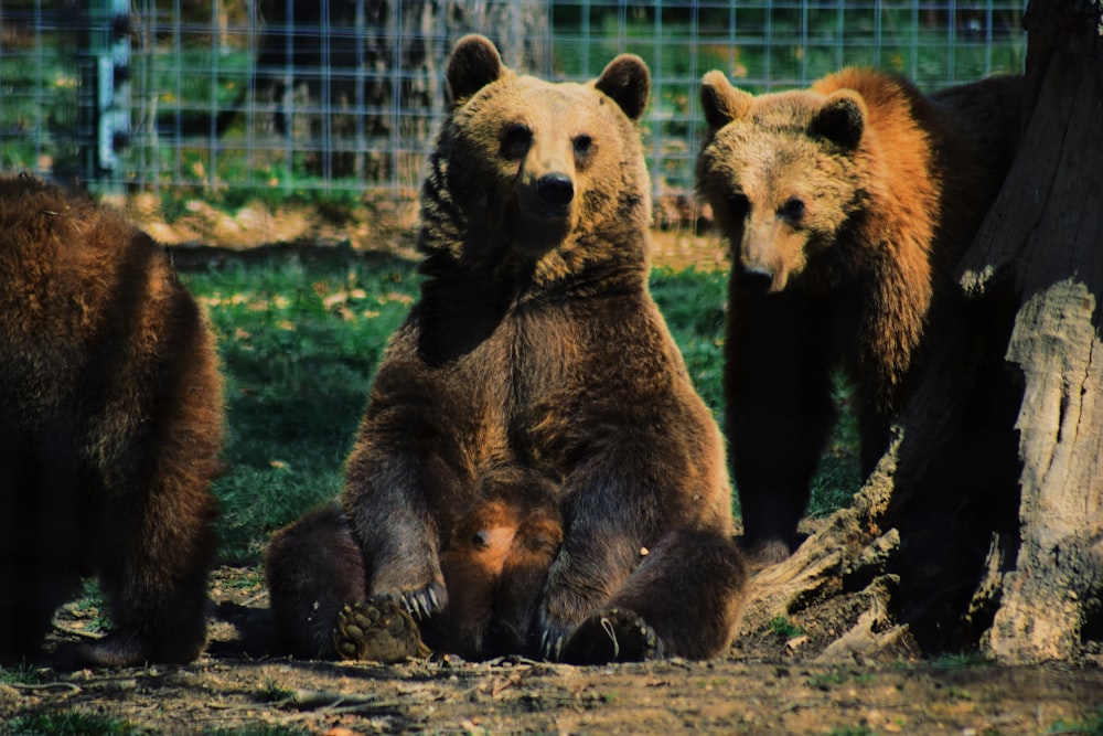 brown bear sitting on ground