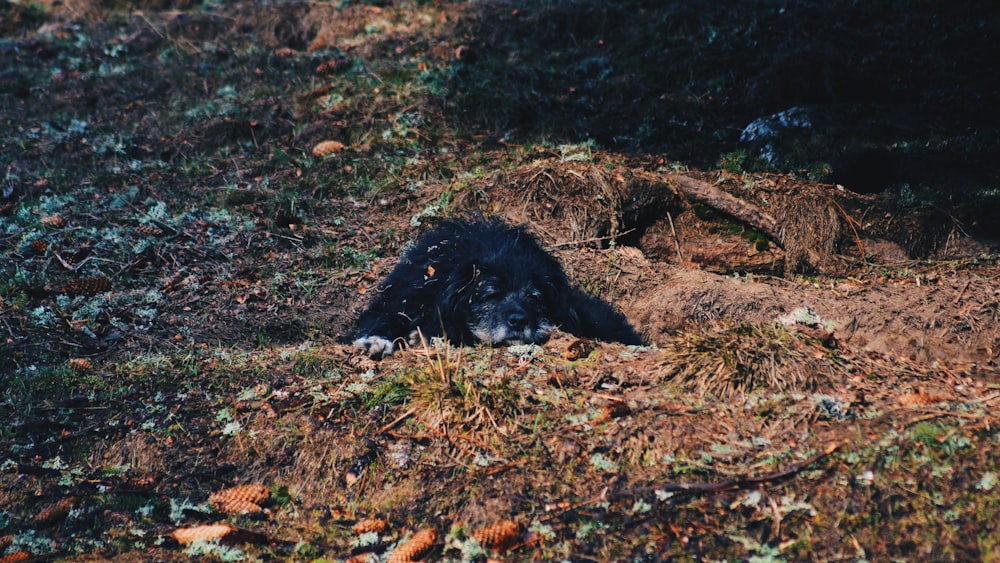 black dog lying on grass