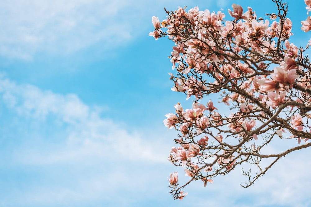 low-angle photography of pink cherry blossom