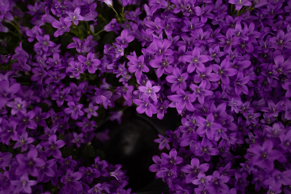 blooming purple flowers