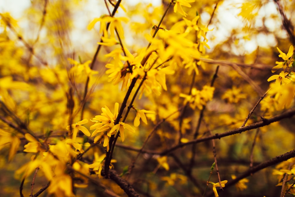 yellow petaled flowers