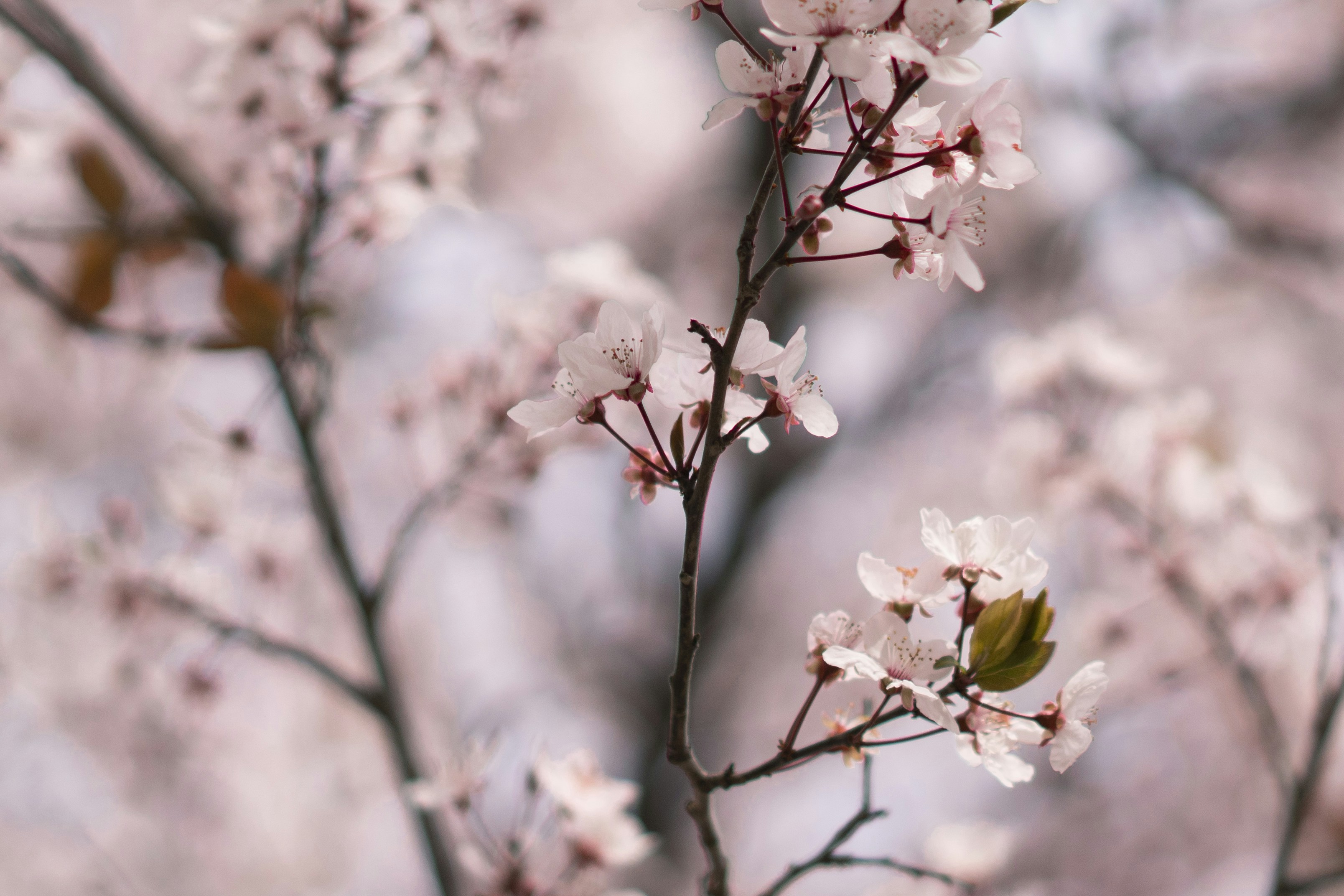 Photo by juniperphoton