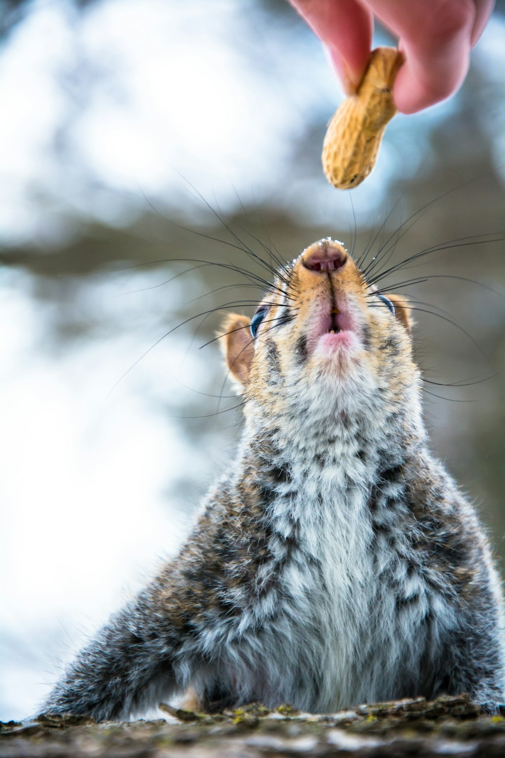 person feeding animal with peanut