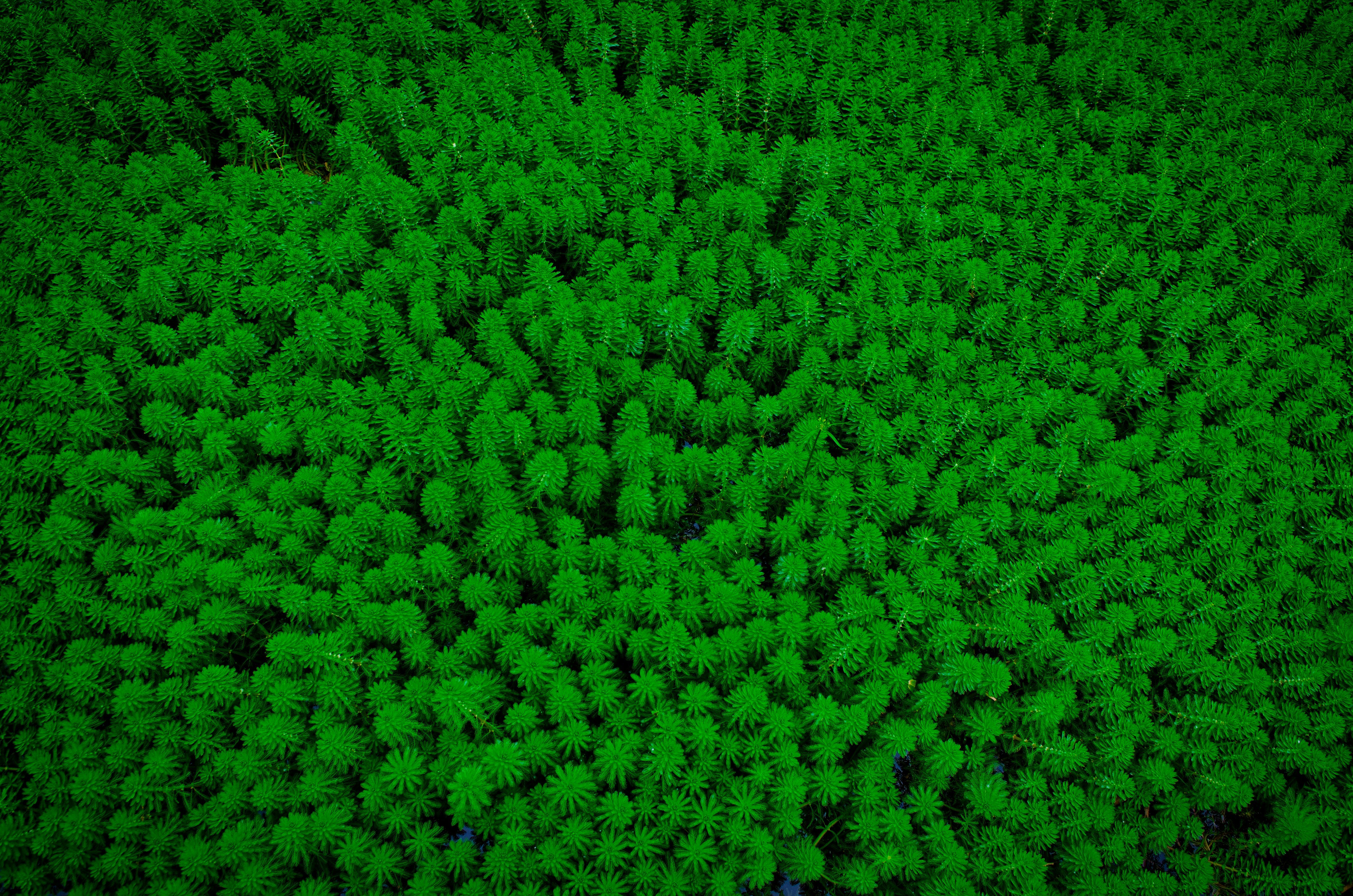 Smokeys Helping Hand, LLC (B-422957; B-422957.2; B-422957.3)