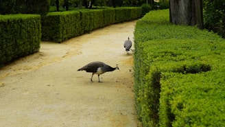 guineafowls by hedges