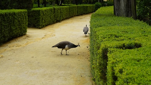 guineafowls by hedges