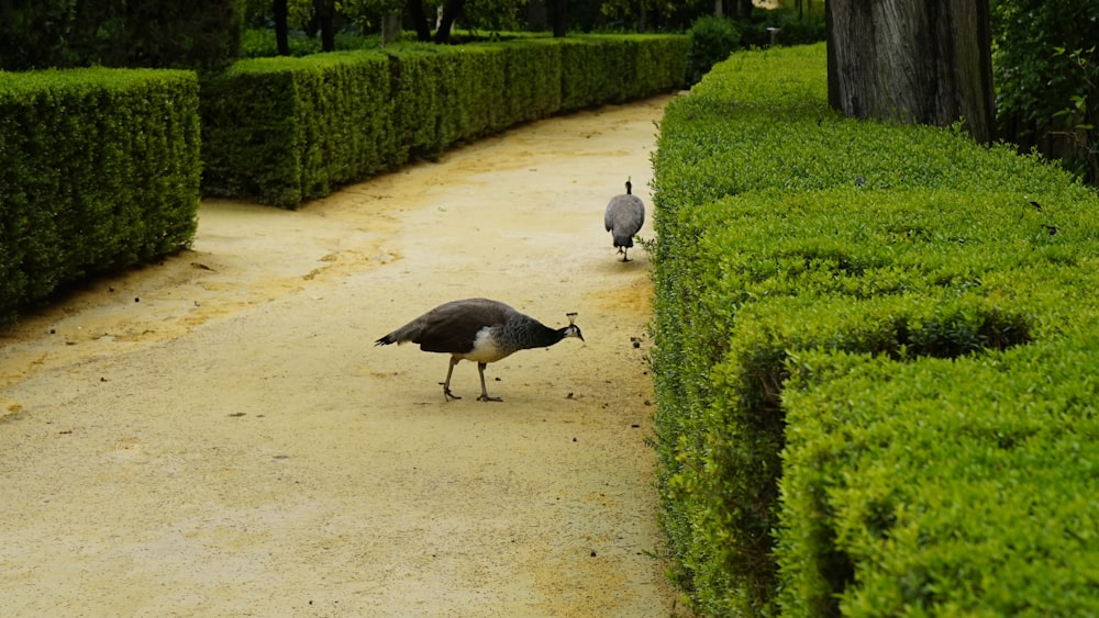 guineafowls by hedges