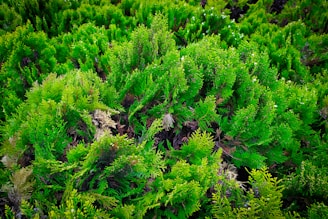 A dense patch of vibrant green foliage with various shades and textures, exhibiting lush and healthy growth. The plants form a thick carpet with sporadic brown and light green patches, suggesting a natural garden or forest setting.