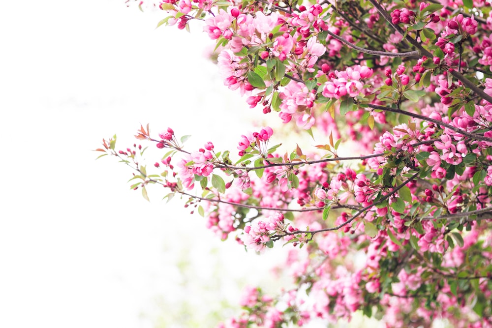 pink flowering tree