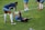 A group of athletes in sportswear are on a green soccer field. Two individuals are interacting closely; one helps the other who is lying on the grass. Nearby, other athletes are stretching.