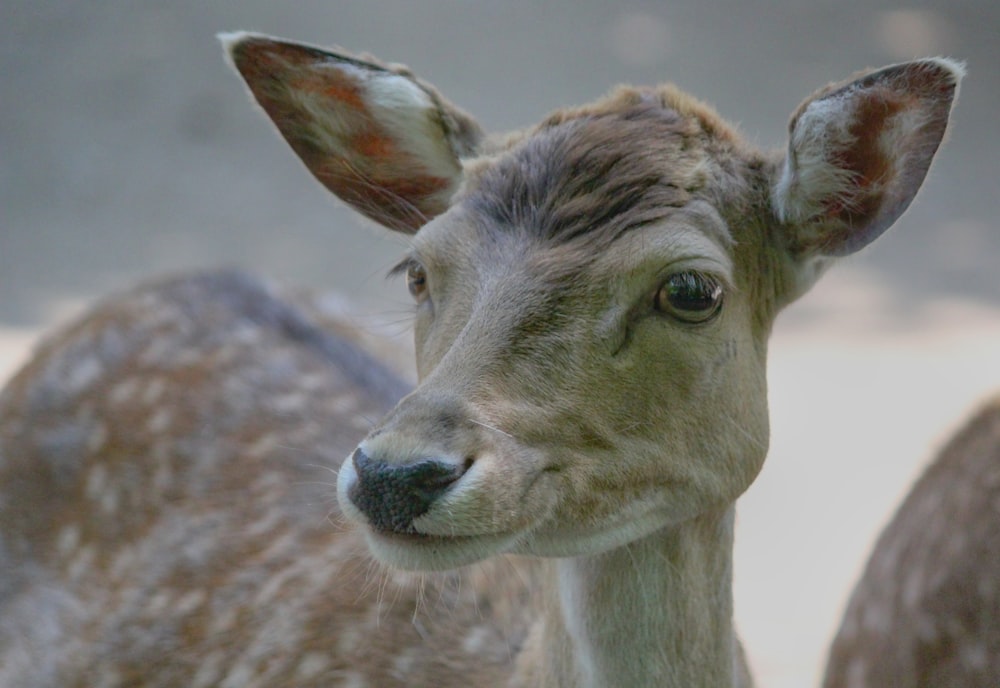 closeup photography of gazelle