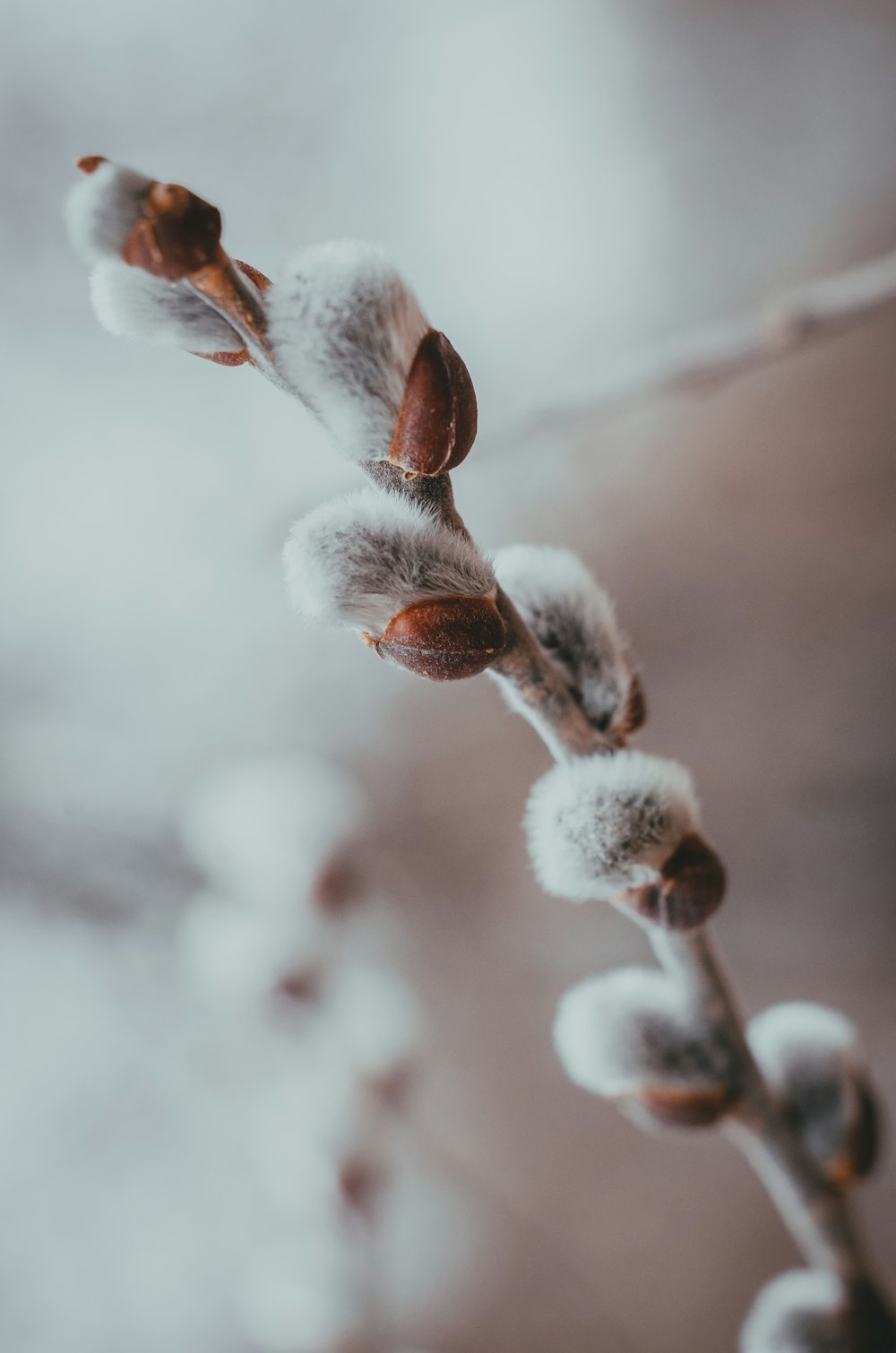 a close up of a plant with snow on it