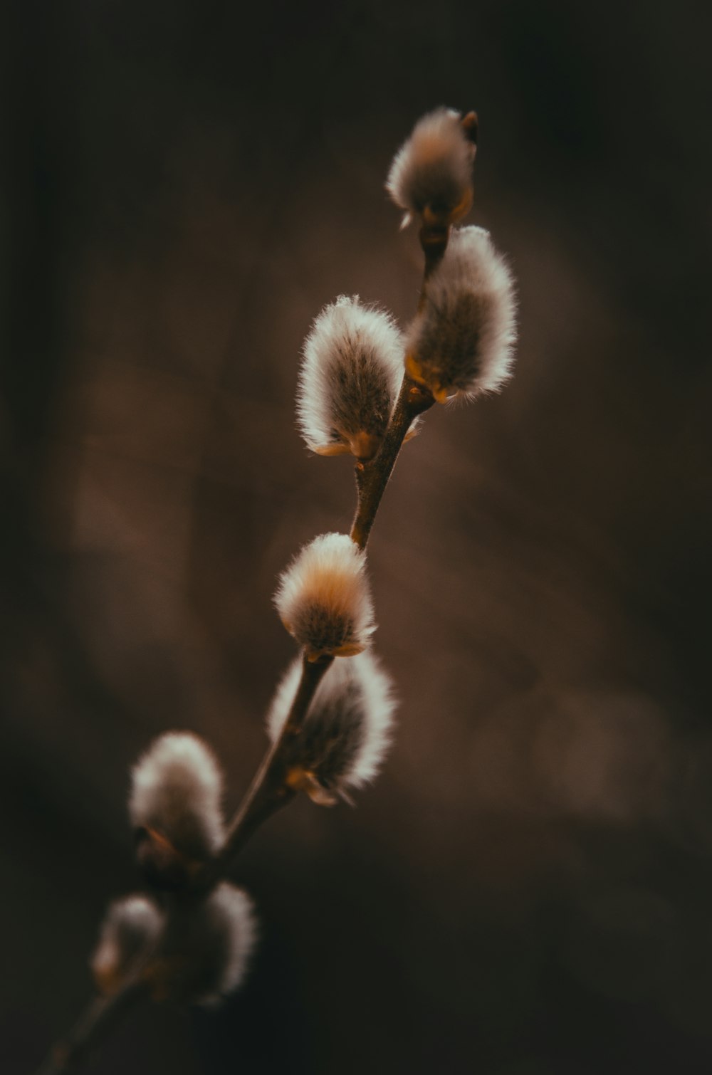 closeup photography of white petaled flower